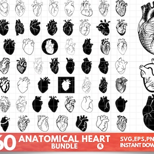60 Anatomical Heart svg bundle, Flower Heart Svg, Human Heart Svg, Anatomy Svg, Heart SVG, Medical Svg, Cut File For Cricut,digital download