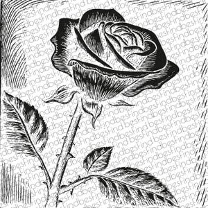 Rose Digital Draw (SVG, JPG , PNG , Json) Rose Drawing , Rose Tattoo Drawing