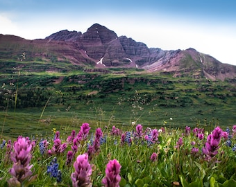 Puede incluir: Un campo de flores silvestres moradas y azules frente a una cordillera. La cordillera es verde y marrón con nieve en las cumbres.