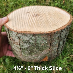 Könnte beinhalten: Eine runde, natürliche Holzscheibe mit rauer, strukturierter Rinde an der Außenseite und einer glatten, hellen Holzmaserung auf der Oberseite. Die Holzscheibe hat eine Dicke von 11,4 cm bis 15,2 cm, wie im Text auf dem Bild angegeben.