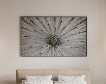 California Mountain Yucca winterburst plant photography print download digital photo prints wall art home office nursery decor travel nature