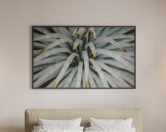 California Mountain Yucca waterburst plant photography print download digital photo prints wall art home office nursery decor travel nature