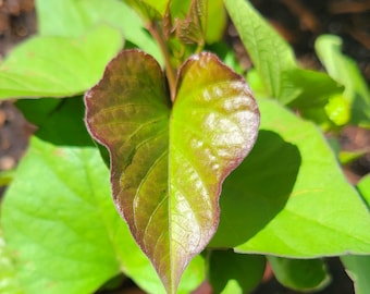 Murasaki Sweet Potato Live Plant ×4 Slips