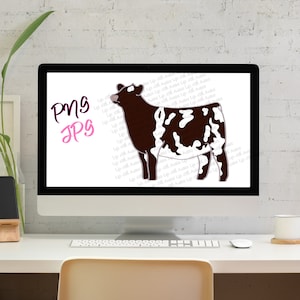 Shorthorn show heifer, show cattle, stock show, instant digital download, showing, livestock
