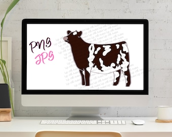 Shorthorn show heifer, show cattle, stock show, instant digital download, showing, livestock