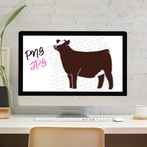 Red Baldy show heifer, show cattle, stock show, instant digital download, showing, livestock