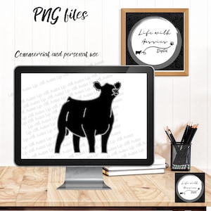 Front faced cow, show Cattle, heifer, showing livestock, steer, stock show, instant digital download, showing, livestock