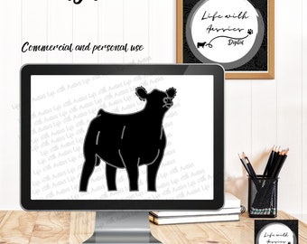 Front faced cow, show Cattle, heifer, showing livestock, steer, stock show, instant digital download, showing, livestock