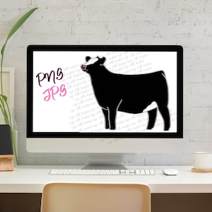 Black Baldy show heifer, show cattle, stock show, instant digital download, showing, livestock