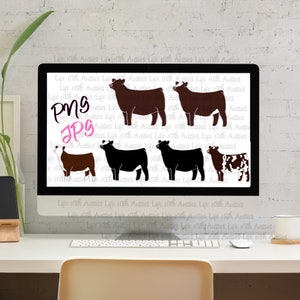 Bundle of 7 show heifers, show cattle, stock show, instant digital download, showing, livestock
