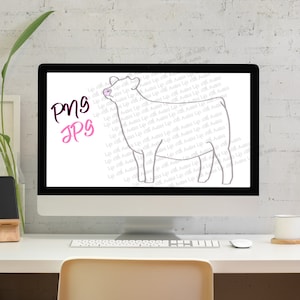 Charolais show heifer, show cattle, stock show, instant digital download, showing, livestock