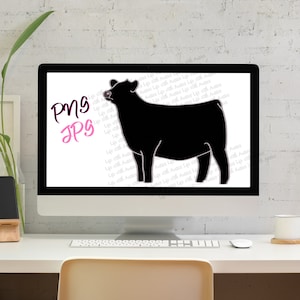 Black show heifer, show cattle, stock show, descarga digital instantánea, showing, ganadería