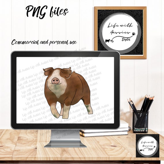 Hereford pig, show pigs, Gilt, barrow, sow , stock show, instant digital download, showing, livestock