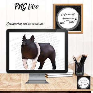 Hampshire pig, show pigs, Gilt, barrow, sow , stock show, instant digital download, showing, livestock