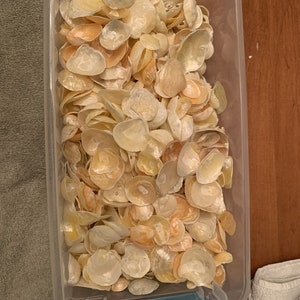 50 Assorted Jingle shells from Cape Cod beaches