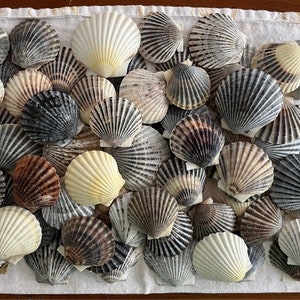 Może przedstawiać: Kolekcja różnych muszli, w tym białe, kremowe, brązowe i szare muszle przegrzebków. Muszle ułożone są na białej i złotej powierzchni, prezentując ich naturalne tekstury i żebrowania w kształcie wachlarza. Muszle różnią się rozmiarem i kolorem.