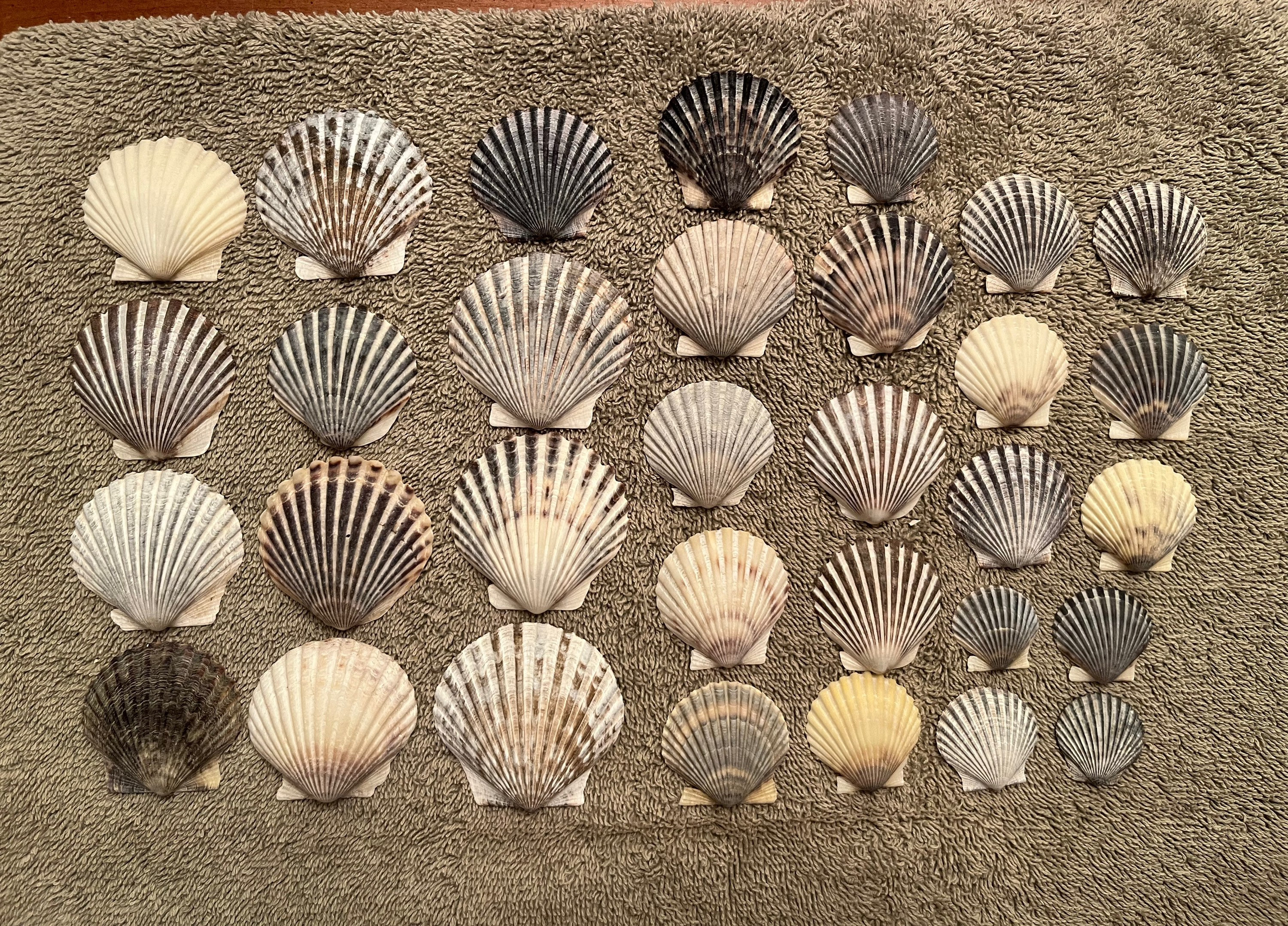 25 Assorted (2