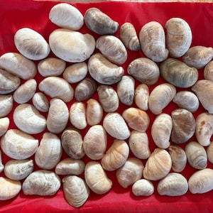 Könnte beinhalten: Eine Sammlung verschiedener Muscheln in Weiß-, Beige- und Brauntönen, angeordnet auf einer leuchtend roten Oberfläche. Die Muscheln variieren in Größe und Form, mit sichtbaren Texturen und Mustern.