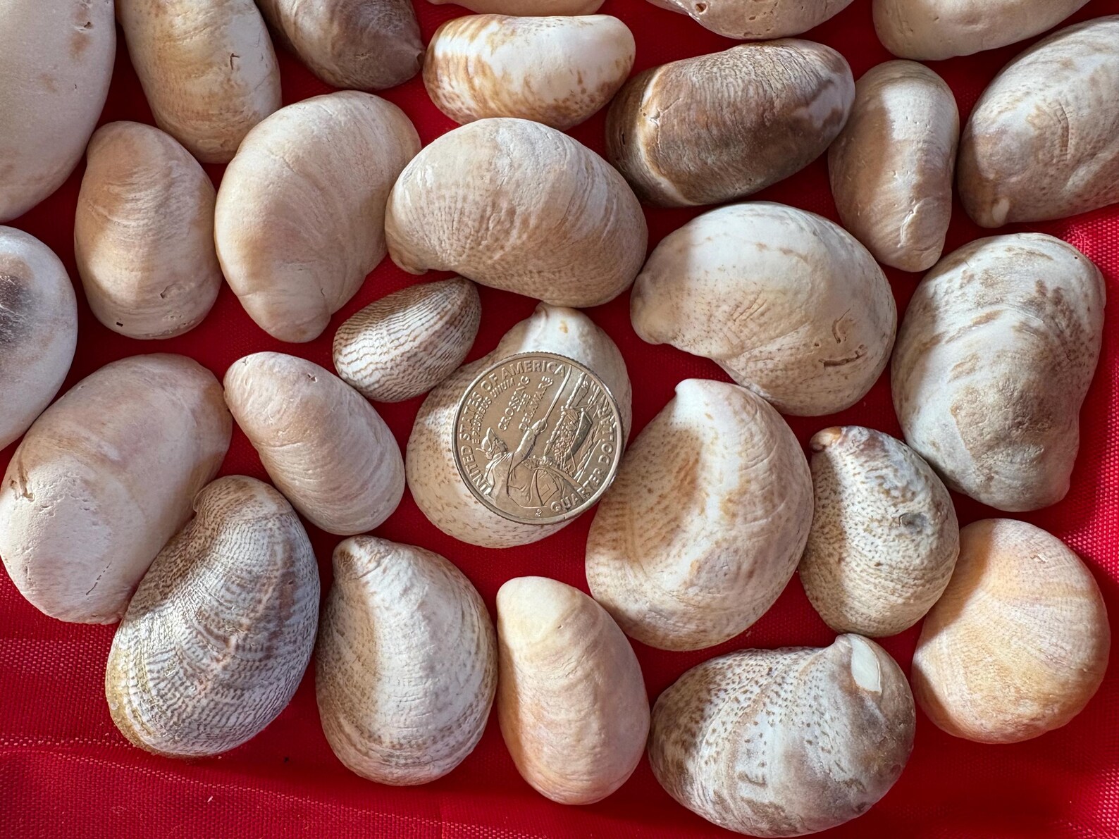 Lady Slipper Shells(50) - Etsy