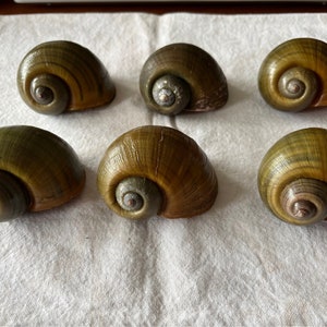 6 Apple Snail Shells