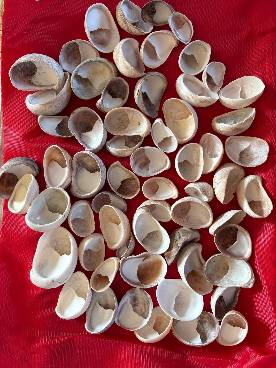 Slipper Shell Hs Code Lady Slipper Shells(50) - Etsy