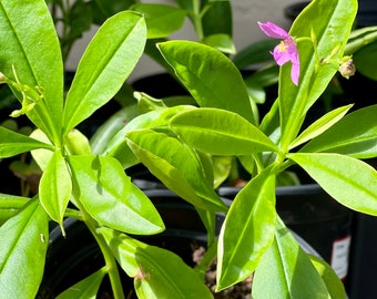 Surinam Spinach - 3 Cuttings - Talinum triangulare - Tropical Spinach - Edible Perennial - Low Maintenance - Easy to Propagate