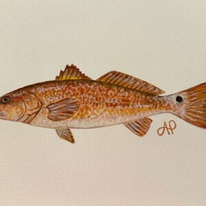 Red drum Watercolor Painting