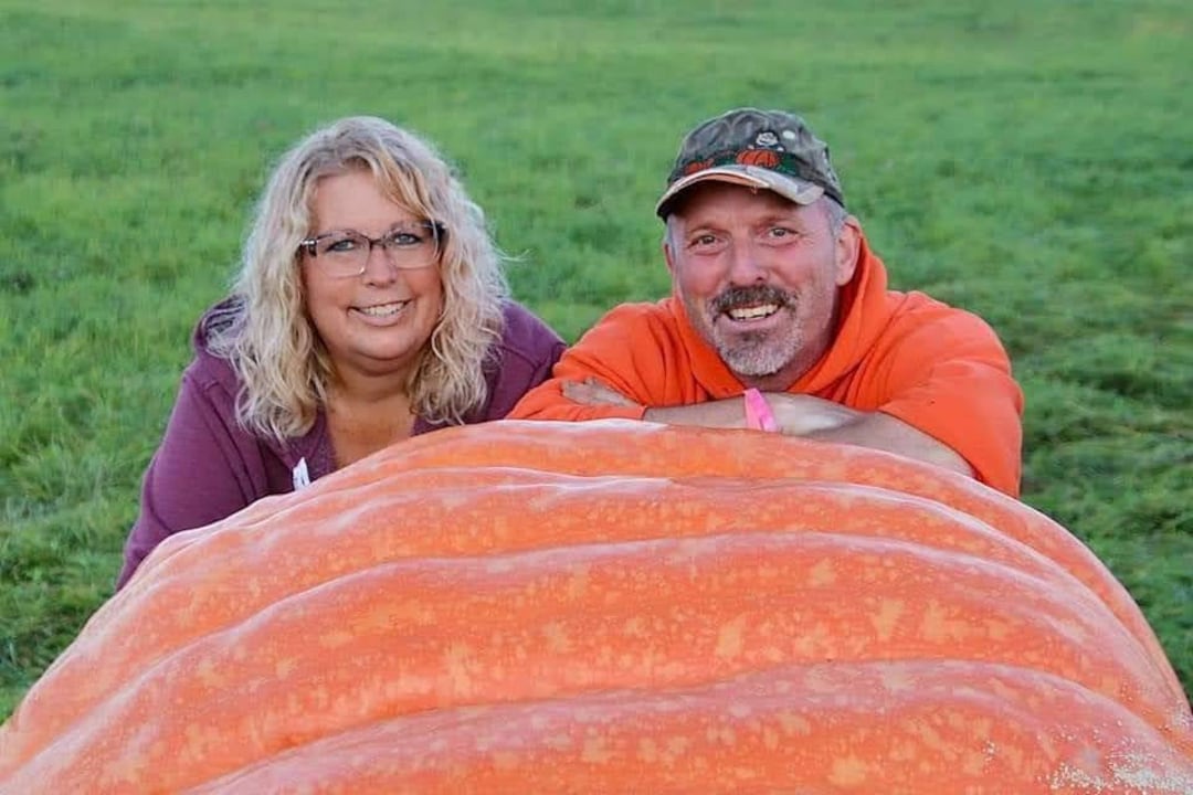 1072 Lb Giant Pumpkin Seeds From Proven Ginormous World Record