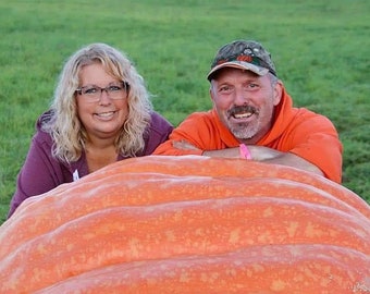 1072 lb Giant Pumpkin Seeds from proven genetics Ginormous World Record Size Award Winning Pumpkins, and growing instructions.