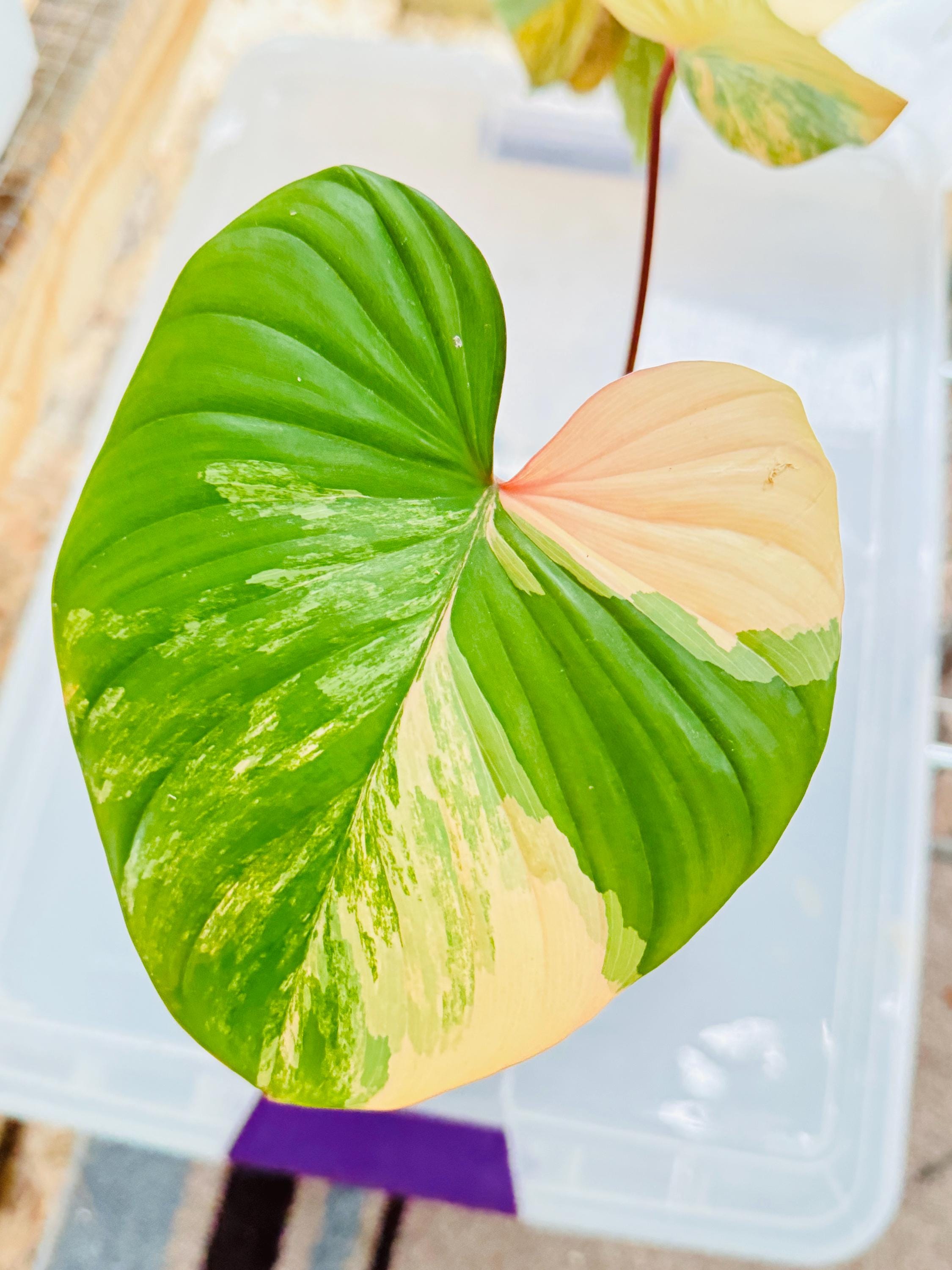Homalomena Rubescens Pink Variegated/ Highly Varigated - Etsy