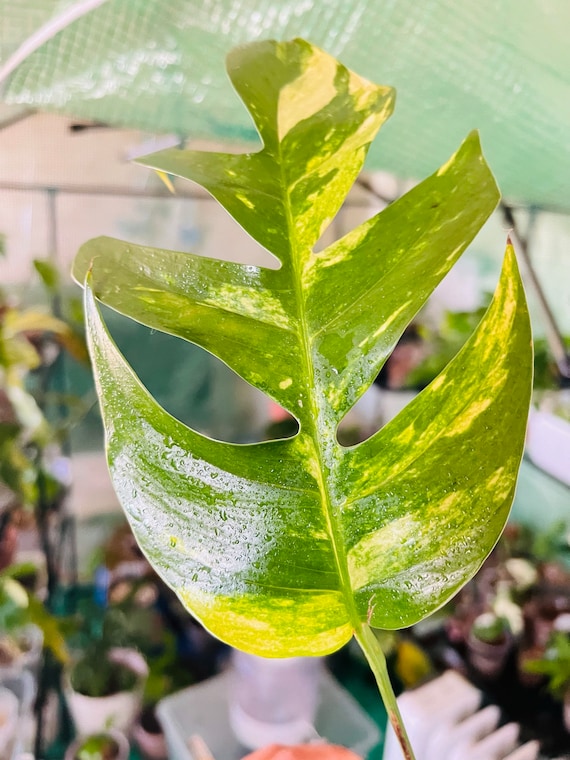 epipremnum pinnatum yellow flame