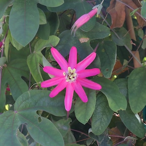 May include: A vibrant pink passionflower with star-shaped petals blooms amidst lush green leaves. The flower's center features a complex structure with yellow and brown details. The image showcases the beauty of nature and botanical elements.