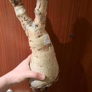 Cyphostemma juttae XXL caudex, 16"/40cm high african plant, caudiciform, amazing collector's item, with new sprouts, outstanding show plant
