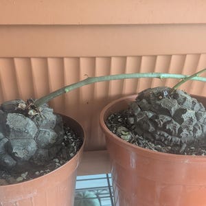 Può includere: Due piante di Dioscorea elephantipes in vasi di plastica arancioni. Ogni pianta presenta un grande caudex grigio, suberoso e testurizzato con un motivo superficiale geometrico e screpolato. Un sottile stelo verde emerge da ogni caudex bulboso.