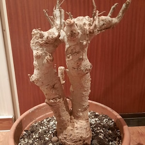 Live baobab - Etsy sterreich