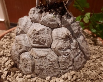 Dioscorea elephantipes XL, Caudex, Fat Plant, caudiciforme, plante de dos de tortue, plante de tortue, succulente africaine, plante d'intérieur, plante rare !