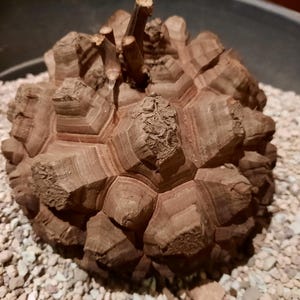 Dioscorea elephantipes 6&quot; caudex, wonderful plant, houseplant, plant, caudiciform, fat plant from south africa, outstanding shape and color!