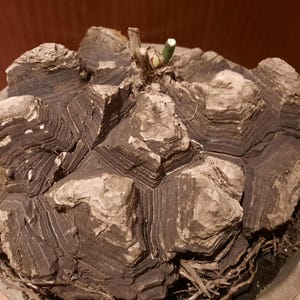 Dioscorea mexicana XXL 23 cm Caudex, FULLY ROOTED, Caudex, Sukkulente, seltene Zimmerpflanze, Schildkrötenrücken, Ausstellungspflanze, Fettpflanze