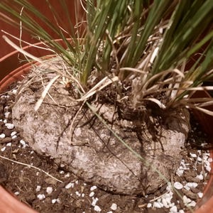 Calibanus Hookeri XL, besondere Caudex Pflanze aus Mexiko, sehr seltene Caudexpflanze, fette Pflanze, Zimmerpflanze, Sukkulente