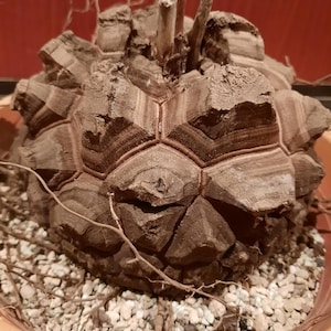 Könnte beinhalten: Eine braune, strukturierte Pflanze mit einem einzigartigen, geschichteten Aussehen, das einem großen Tannenzapfen ähnelt. Die Pflanze steht in einem Terrakotta-Topf mit kleinen Kieselsteinen und hat mehrere getrocknete Stängel, die oben herausragen. Trockene Wurzeln sind sichtbar.