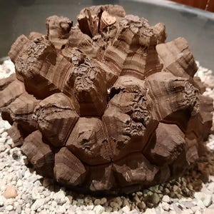 Dioscorea elephantipes 6" caudex, succulent, turtle back plant, caudiciform, fat plant from south africa, perfect shape, collector's item