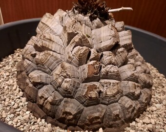 Caudex, plante d'exposition parfaite ! Caudiciforme, plante grasse, succulente, plante d'intérieur, * magnifique *, plante tortue