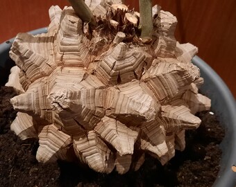 Dioscorea elephantipes XXL 20 cm DREAM CAUDEX, la plus belle plante d'exposition ! Caudiciforme, succulente, plante d'intérieur, grosse plante, plante à dos de tortue !