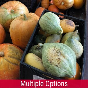 Winter Squash, Heirloom and non-GMO seeds (Multiple varieties)