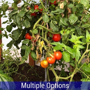 Tomato, Heirloom and non-GMO seeds (Multiple varieties)