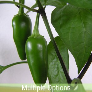 Hot Peppers, Heirloom and non-GMO Seeds (Multiple Varieties)