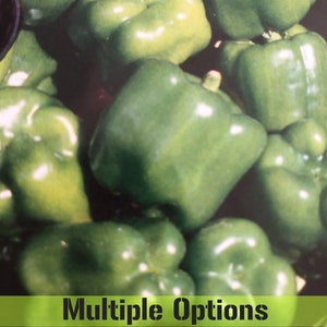 Bell and Sweet Pepper, Heirloom and non-GMO Seeds (Multiple varieties)