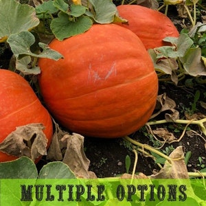 Pumpkin, Heirloom and non-GMO Seeds (Multiple varieties)