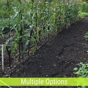 Corn, Heirloom and non-GMO Seeds (Multiple Varieties)