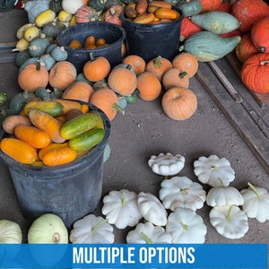 Summer Squash, Heirloom and non-GMO seeds (Multiple varieties)